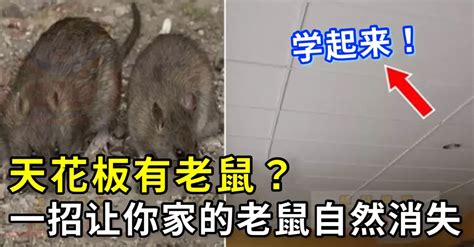 天花板上有老鼠|天花板有老鼠怎麼辦？天花板老鼠聲音怎麼判斷？